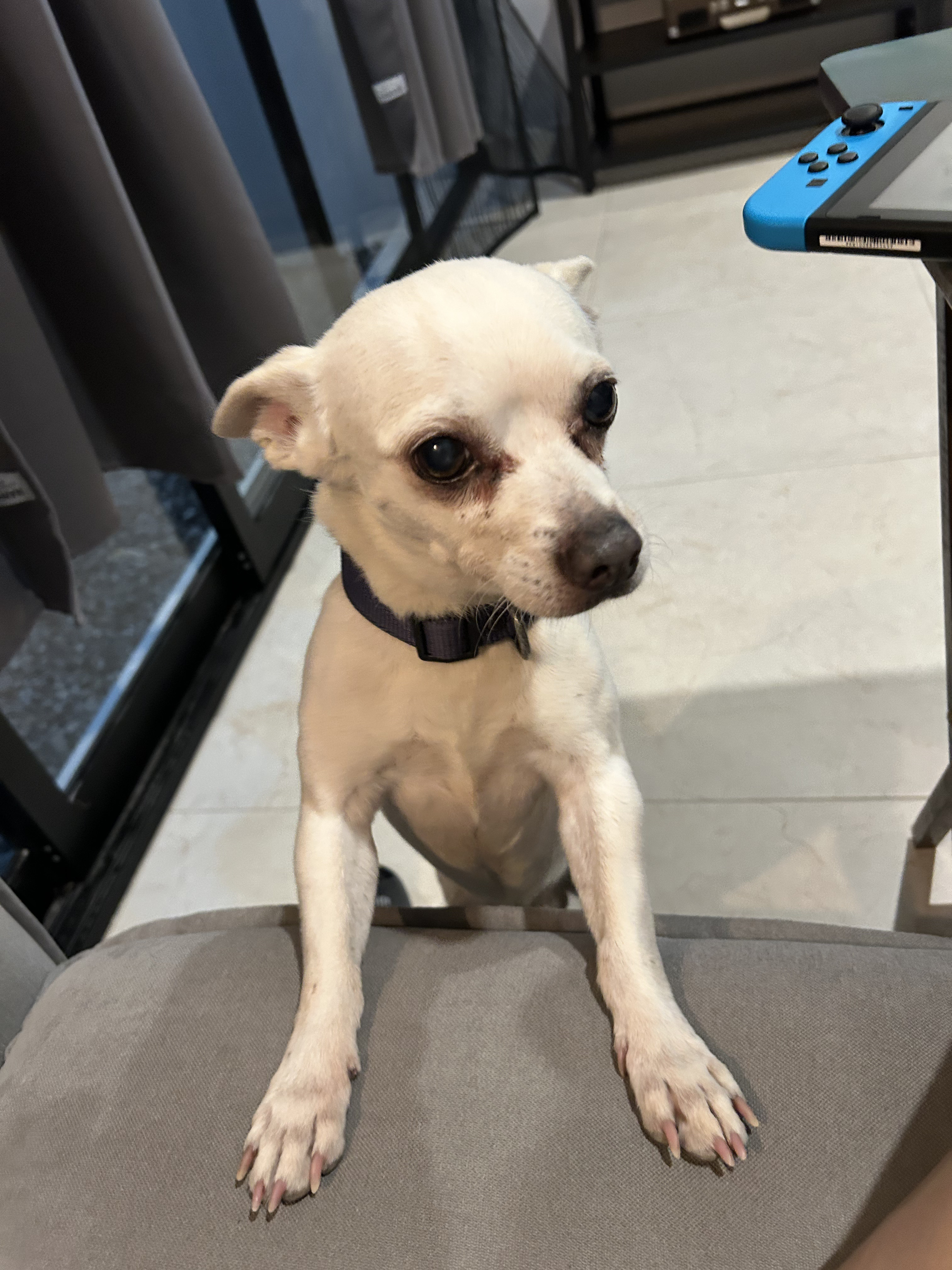 Chihuahua dog named junior