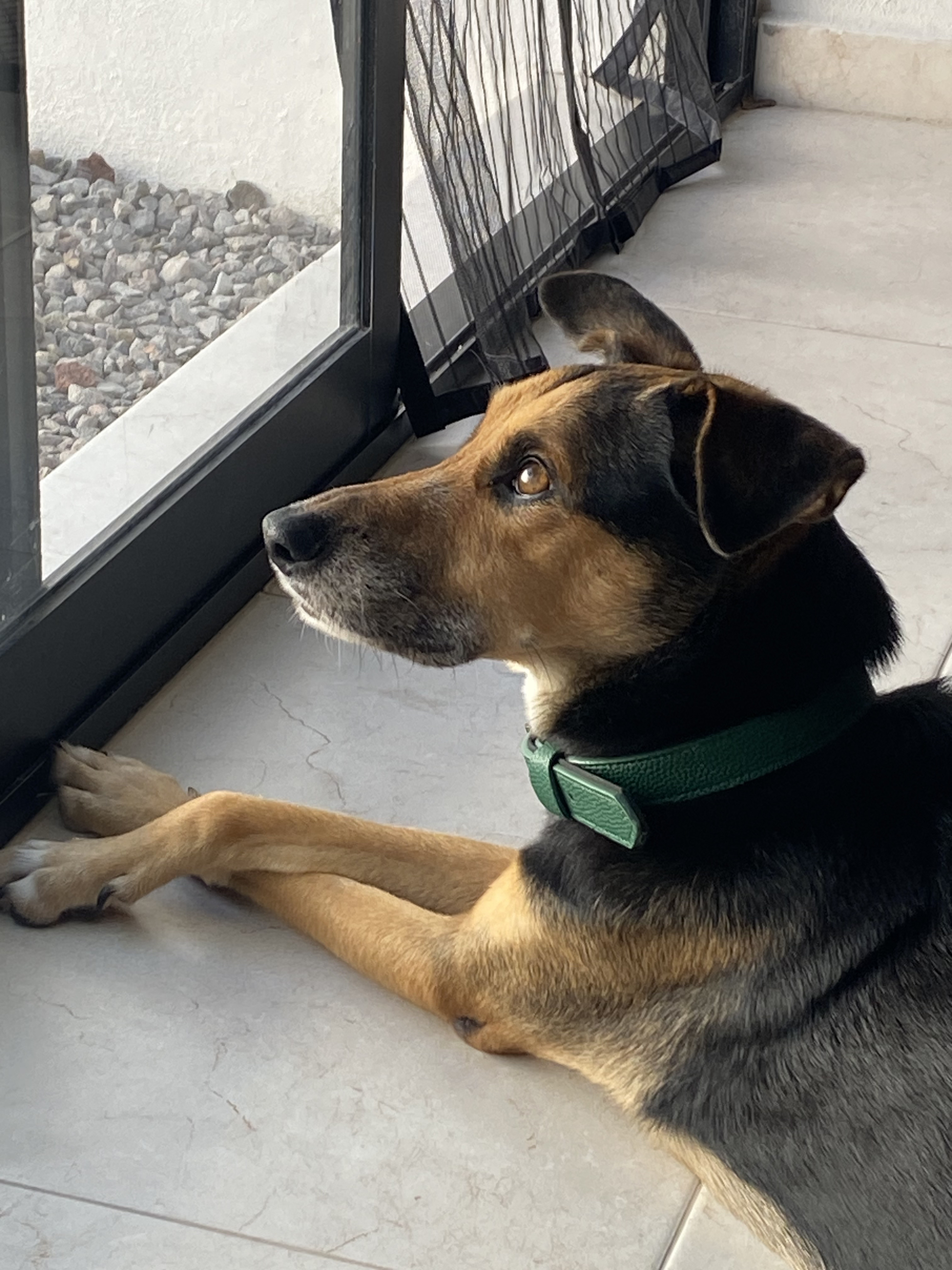 black dog named Lana